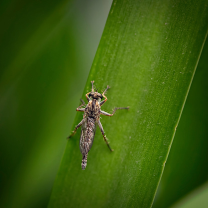 Robber fly perched on a leaf