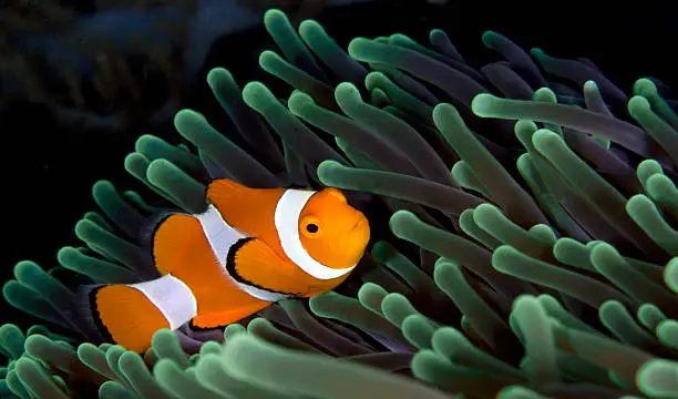 Photo of Clownfish