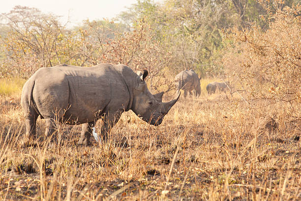 istock Mature Male White Rhino 185072152