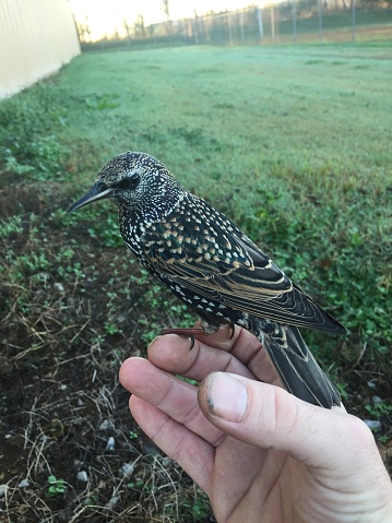 A starling tamely sitting in a person’s hand