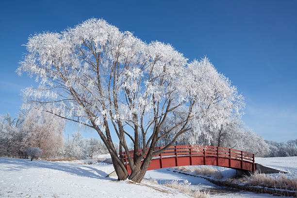 kings park winnipeg - manitoba winnipeg winter bridge zdjęcia i obrazy z banku zdjęć