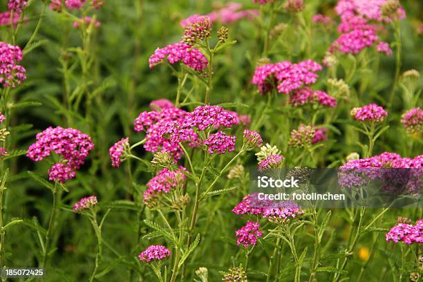 Pink Schafgarbe Blumen Achillea Millefolium Stockfoto und mehr Bilder von Schafgarbe - Schafgarbe, Baumblüte, Blume