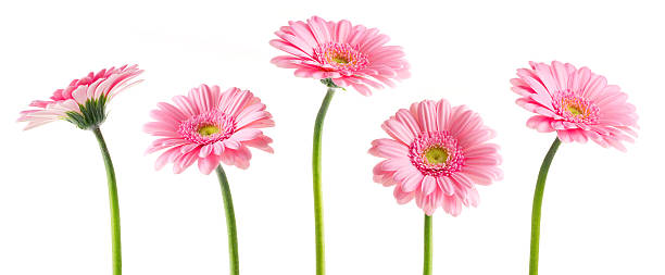 Pink Gerberas (Clipping Path) Pink Gerberas flowers, isolated on white background with Clipping Path. gerbera daisy stock pictures, royalty-free photos & images