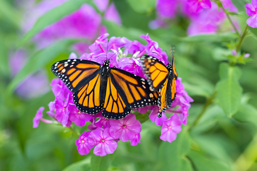 Pair of newly eclosed monarch butterflies resting on a phlox plant