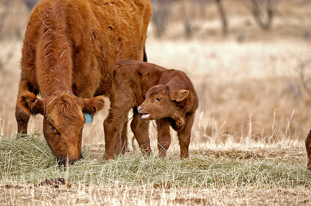 Cow and Calf - Red Angus Fresh born calf with milk on his face. Red Angus mother eating hay. newborn animal stock pictures, royalty-free photos & images