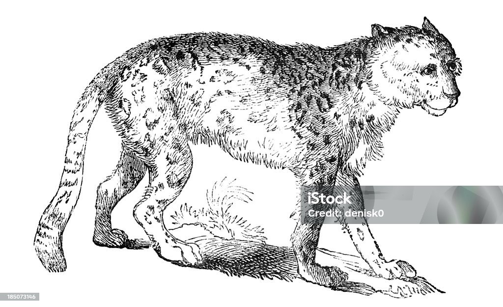 Snow leopard The snow leopard is a moderately large cat native to the mountain ranges of South Asia and Central Asia. Illustration was published in 1870 Animal stock illustration