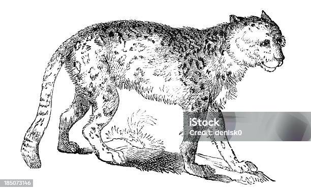 Snow Leopard Stock Illustration - Download Image Now - Animal, Animal Wildlife, Clip Art