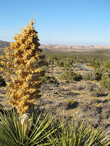 istock Blooming Joshua Tree, California 185073181