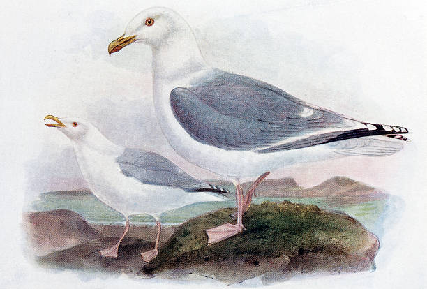 серебристая чайка иллюстрация - herring gull stock illustrations