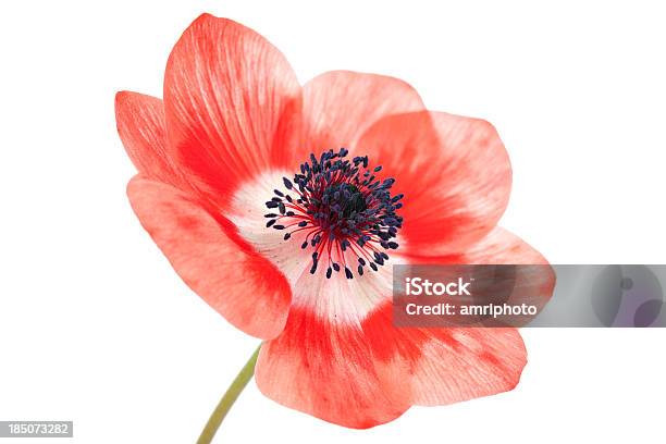 Zartes Roter Mohn Auf Weiß Stockfoto und mehr Bilder von Baumblüte - Baumblüte, Blume, Blütenblatt