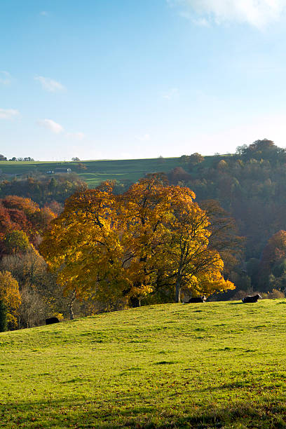 istock Scenic Cotswolds - Autumn colour 185073390