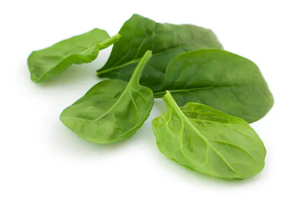 Baby spinach leaves on white background