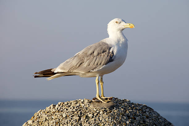 istock seagull stood on rock at the side of a beach 185073628