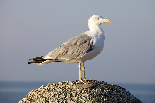 Seagull on artificial rock.\u2028http://www.massimomerlini.it/is/sea.jpg