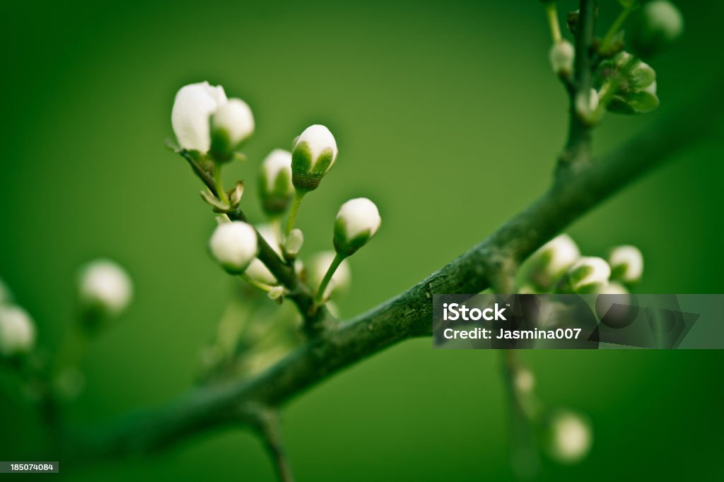 Apple Blossom Bud Stock Photo