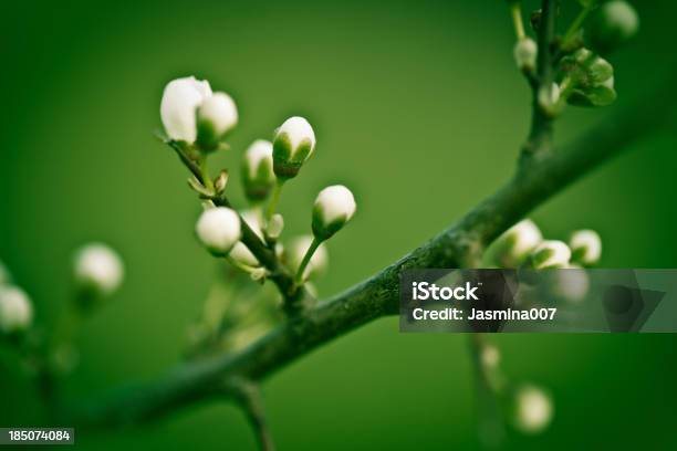 Apple Blossom Stock Photo - Download Image Now - Bud, Flower, Tree