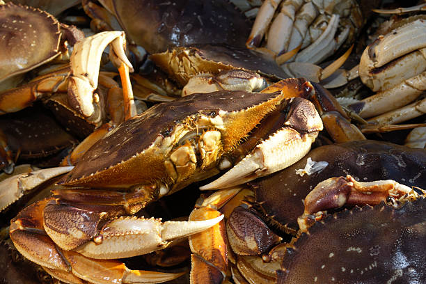 istock Close-up of Live Dungeness Crabs Ready for Market 185074154