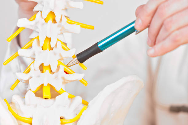 istock Nerve of lumbal spine 185074189