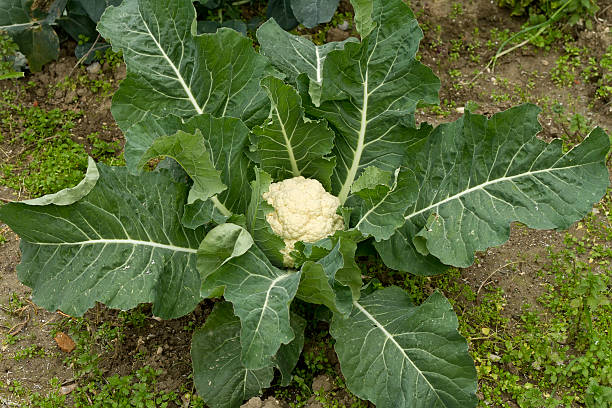 Organic Cauliflower plant "Greece, shot in a local village farm (non commercial) organic and pesticide free cauliflower plant 100% natural product. Naturally partly damaged by pests, but usually only externally, typical of unprotected by pesticides vegetable. Shot in end of January with Canon 7D Canon 50mm" cauliflower plant stock pictures, royalty-free photos & images