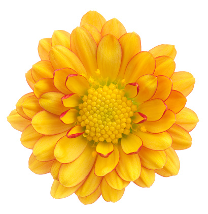 Achillea, or yellow Golden Yarrow, in flower.