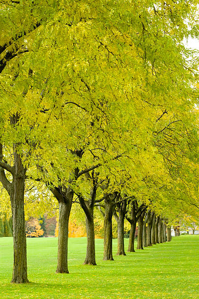 Row of vibrant yellow green trees stock photo