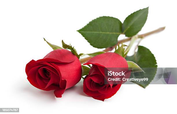 2 つの赤いバラのステム - カットアウトのストックフォトや画像を多数ご用意 - カットアウト, カラー画像, バレンタインデー