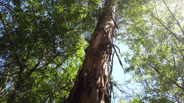 Eucaliptus Tree