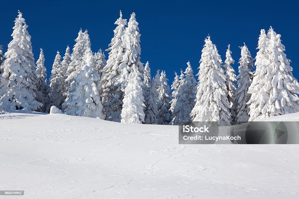 Bäume im Schnee bedeckt. - Lizenzfrei Schnee Stock-Foto