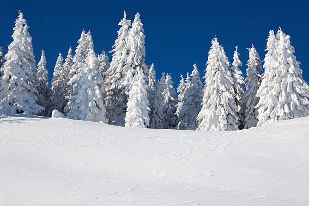 Trees covered in snow against bright blue sky. Alps, Switzerland.