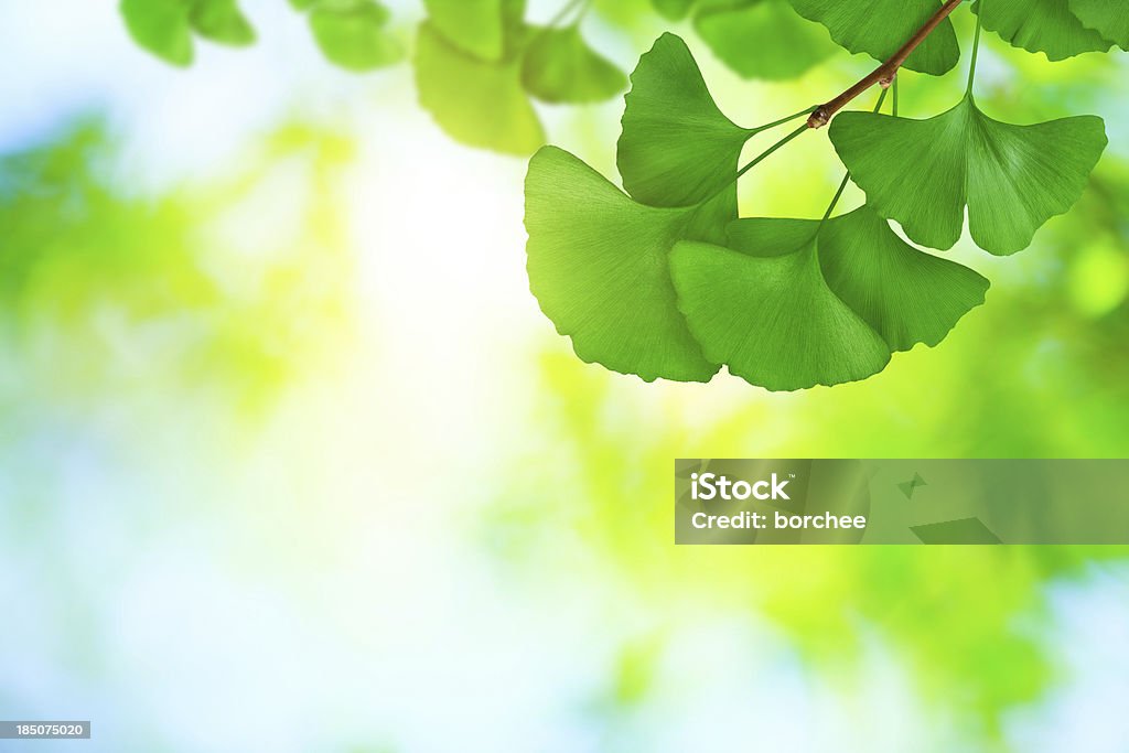 Ginkgo hojas - Foto de stock de Ginkgo libre de derechos