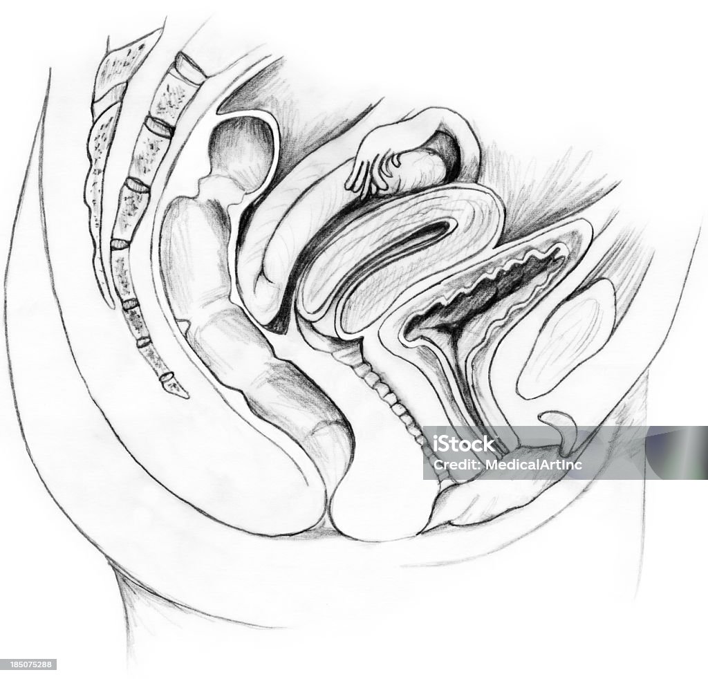 Normal Female Pelvis Pencil Drawing Stock Illustration - Download ...