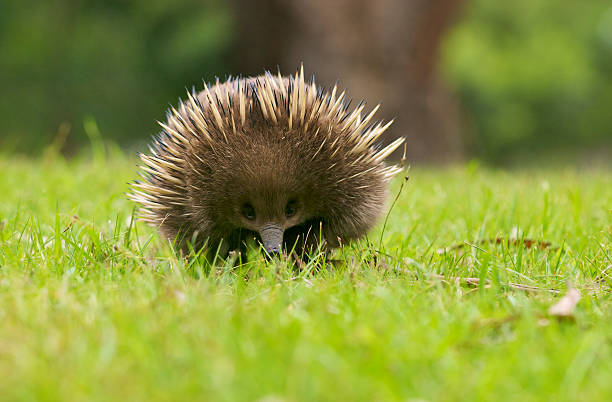 Echidna Australia Wildlife The cute and cutely echidna native to Australia.  This one photographed in the wild in Tasmania, Australia echidna stock pictures, royalty-free photos & images
