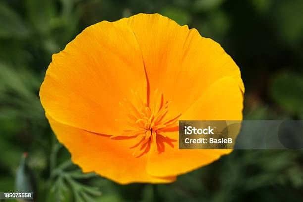 Foto de Papouladacalifórnia e mais fotos de stock de Ajardinado - Ajardinado, Amarelo, Beleza natural - Natureza