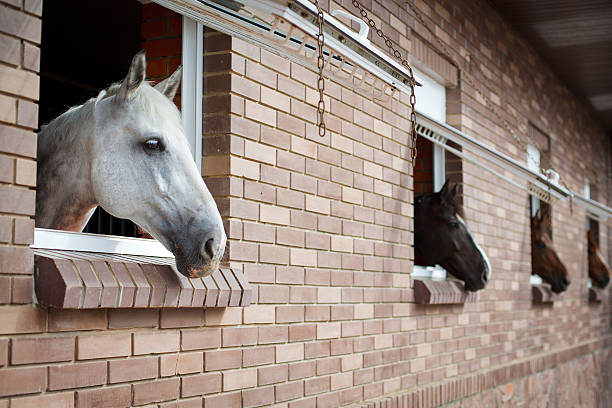 istock Horses looking from the windows of a stable 185075621