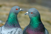 istock Homing Pigeon Whisper Sweet Nothings 185075634