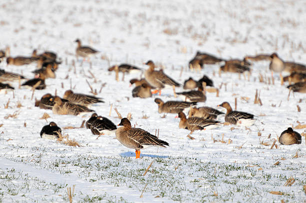 bando de ganso-bravo no campo durante o inverno (alemanha) - vogelzug imagens e fotografias de stock