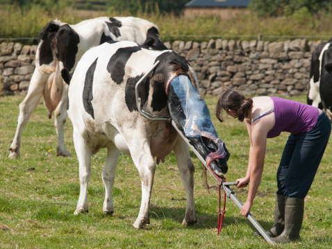 A female farmer assisting a cow in a difficult calvingAlso in this series are: