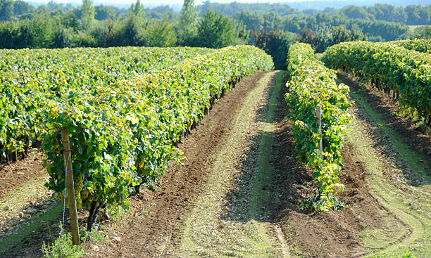 istock Grape Vines in a Vineyard near Cognac 185075704