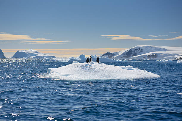 Penguins on an iceberg Iceberg in Antarctic Sea with three penguins on it gentoo penguin photos stock pictures, royalty-free photos & images