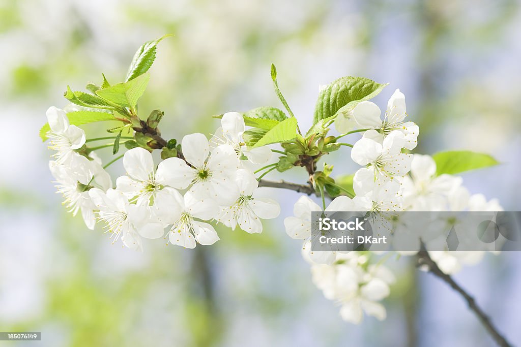 Fiori di ciliegio e opuscoli su un albero. - Foto stock royalty-free di Albero