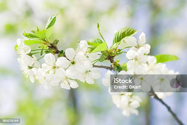 Fiori Di Ciliegio E Opuscoli Su Un Albero - Fotografie stock e altre immagini di Albero - Albero, Albicocca, Albicocco