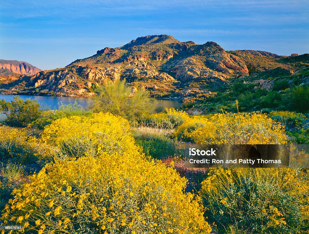 Spring in Arizona Spring Brittle bush blossoms carpet the desert near The Superstition Mountains at Canyon Lake in the Tonto National Forest near Phoenix Arizona Arizona Stock Photo