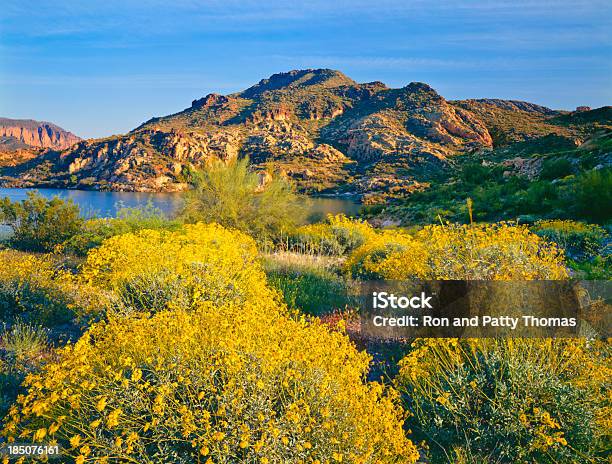Spring In Arizona Stock Photo - Download Image Now - Arizona, Flower, Tonto National Forest