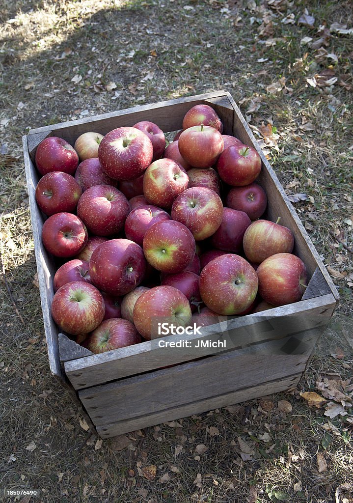 Jaula de manzana - Foto de stock de Agricultura libre de derechos