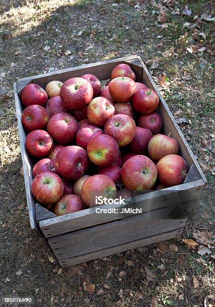 Jaula De Manzana Foto de stock y más banco de imágenes de Agricultura - Agricultura, Aire libre, Alimento