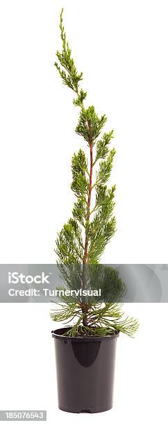 Juniperus Chinensis Kaizuka Stock Photo - Download Image Now - Agriculture, Botany, Coniferous Tree