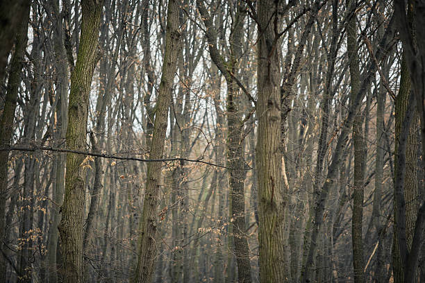 Trees in autumn wood useful as background
