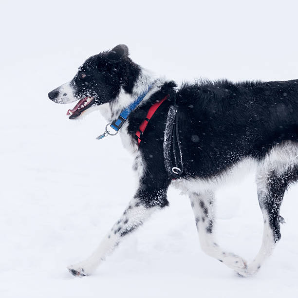 English Setter Collie English Setter Collie (half Border Collie and half English Setter) walking on a frozen lake - visible snow powder. ca04 stock pictures, royalty-free photos & images