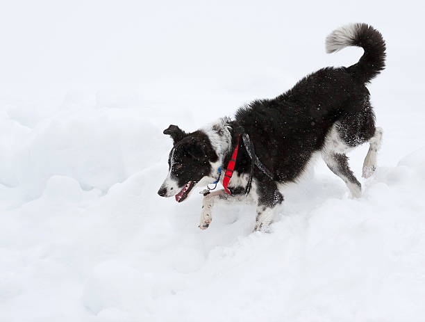 English Setter Collie English Setter Collie (half Border Collie and half English Setter) playing around a frozen lake - visible snow powder. ca04 stock pictures, royalty-free photos & images