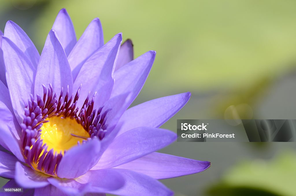 Nénuphar tropicale. - Photo de Beauté libre de droits